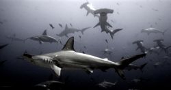 Galapagos 2006. by Chris Wildblood 